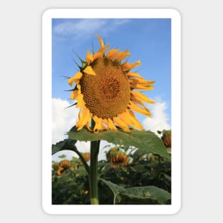 Kansas Country Sunflower Phone Case Sticker